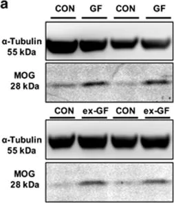 Western blot - Anti-Myelin oligodendrocyte glycoprotein antibody [EP4281] - Oligodendrocyte Marker (AB109746)