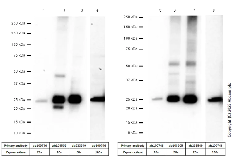 Western blot - Anti-Myelin oligodendrocyte glycoprotein antibody [EPR22629-310] - BSA and Azide free (AB255266)