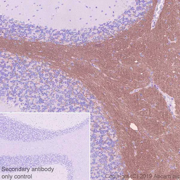 Immunohistochemistry (Formalin/PFA-fixed paraffin-embedded sections) - Anti-Myelin oligodendrocyte glycoprotein antibody [EPR22629-310] - Oligodendrocyte Marker (AB233549)