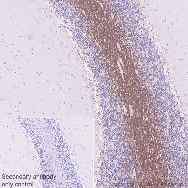 Immunohistochemistry (Formalin/PFA-fixed paraffin-embedded sections) - Anti-Myelin oligodendrocyte glycoprotein antibody [EPR22629-310] - Oligodendrocyte Marker (AB233549)