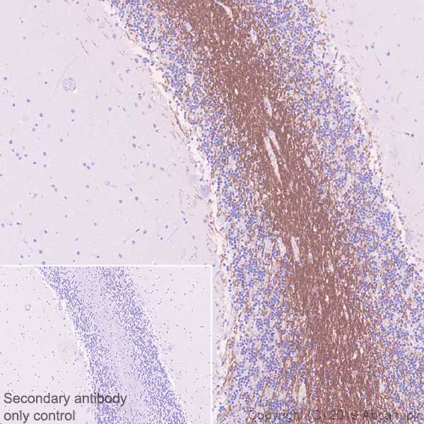 Immunohistochemistry (Formalin/PFA-fixed paraffin-embedded sections) - Anti-Myelin oligodendrocyte glycoprotein antibody [EPR22629-310] - Oligodendrocyte Marker (AB233549)