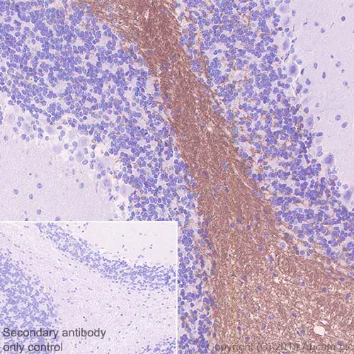 Immunohistochemistry (Formalin/PFA-fixed paraffin-embedded sections) - Anti-Myelin oligodendrocyte glycoprotein antibody [EPR22629-310] - Oligodendrocyte Marker (AB233549)