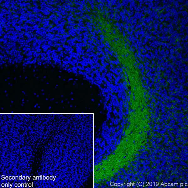 Immunohistochemistry (Frozen sections) - Anti-Myelin oligodendrocyte glycoprotein antibody [EPR22629-310] - Oligodendrocyte Marker (AB233549)