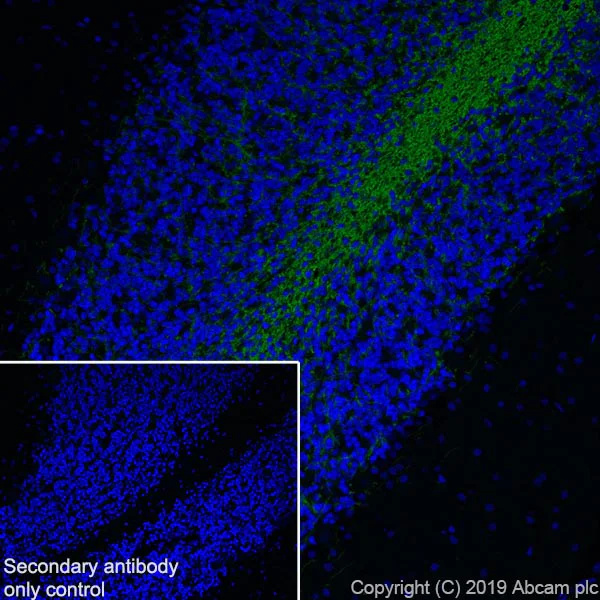 Immunohistochemistry (Frozen sections) - Anti-Myelin oligodendrocyte glycoprotein antibody [EPR22629-310] - Oligodendrocyte Marker (AB233549)