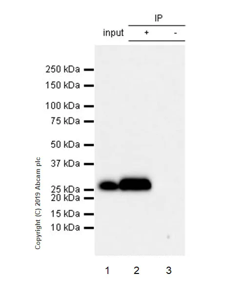Immunoprecipitation - Anti-Myelin oligodendrocyte glycoprotein antibody [EPR22629-310] - Oligodendrocyte Marker (AB233549)