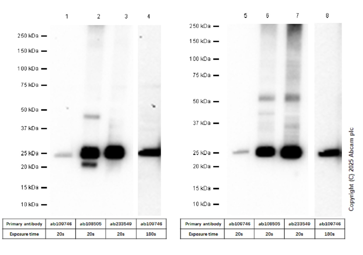 Western blot - Anti-Myelin oligodendrocyte glycoprotein antibody [EPR22629-310] - Oligodendrocyte Marker (AB233549)