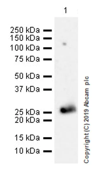 Western blot - Anti-Myelin oligodendrocyte glycoprotein antibody [EPR22629-310] - Oligodendrocyte Marker (AB233549)