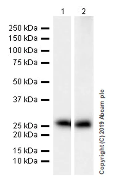 Western blot - Anti-Myelin oligodendrocyte glycoprotein antibody [EPR22629-310] - Oligodendrocyte Marker (AB233549)