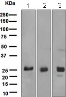 Western blot - Anti-Myelin oligodendrocyte glycoprotein antibody [EPR4282] - Oligodendrocyte Marker (AB108505)