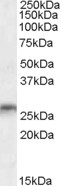 Western blot - Anti-Myelin oligodendrocyte glycoprotein antibody - Oligodendrocyte Marker (AB28766)