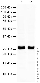 Western blot - Anti-Myelin oligodendrocyte glycoprotein antibody - Oligodendrocyte Marker (AB32760)