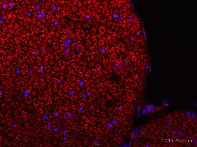 Immunohistochemistry (Frozen sections) - Anti-Myelin PLP antibody (AB105784)