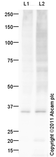 Western blot - Anti-Myelin PLP antibody (AB105784), expandable thumbnail