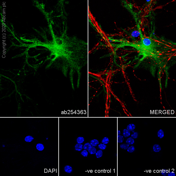 Immunocytochemistry/ Immunofluorescence - Anti-Myelin PLP antibody [EPR23504-106] (AB254363), expandable thumbnail