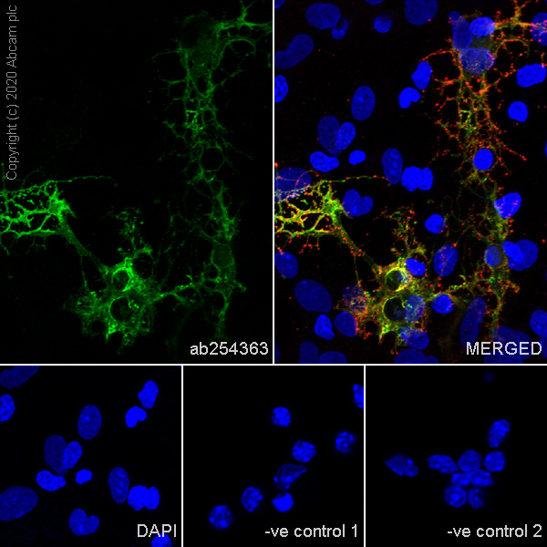 Immunocytochemistry/ Immunofluorescence - Anti-Myelin PLP antibody [EPR23504-106] (AB254363), expandable thumbnail