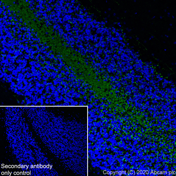 Immunohistochemistry (Frozen sections) - Anti-Myelin PLP antibody [EPR23504-106] (ab254363), expandable thumbnail
