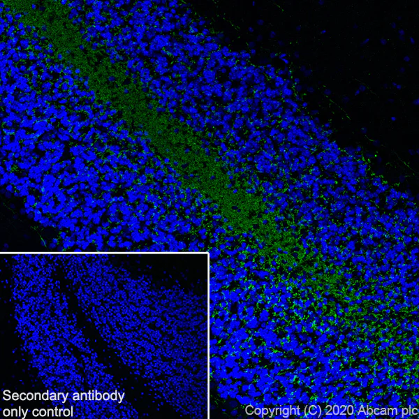 Immunohistochemistry (Frozen sections) - Anti-Myelin PLP antibody [EPR23504-106] (AB254363)