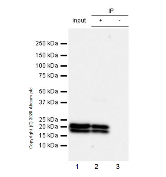 Immunoprecipitation - Anti-Myelin PLP antibody [EPR23504-106] (AB254363), expandable thumbnail