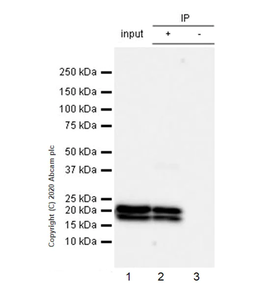 Immunoprecipitation - Anti-Myelin PLP antibody [EPR23504-106] (AB254363)