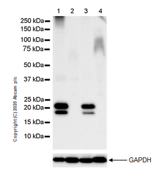 Western blot - Anti-Myelin PLP antibody [EPR23504-106] (AB254363), expandable thumbnail