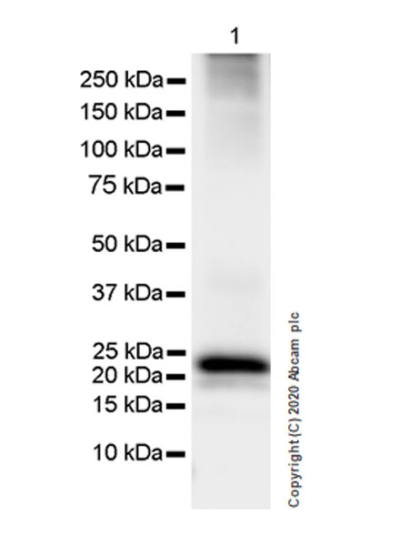 Western blot - Anti-Myelin PLP antibody [EPR23504-106] (ab254363), expandable thumbnail