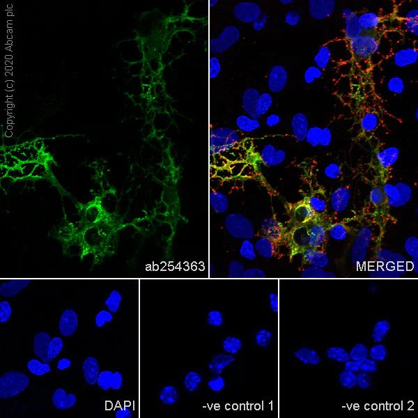 Immunocytochemistry/ Immunofluorescence - Anti-Myelin PLP antibody [EPR23504-106] - BSA and Azide free (AB275751)