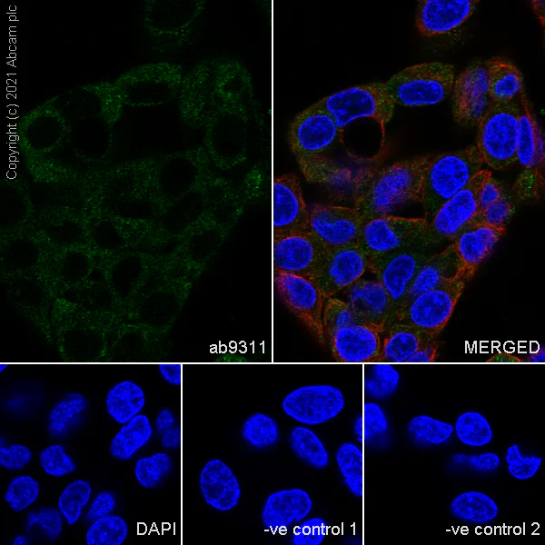 Immunocytochemistry/ Immunofluorescence - Anti-Myelin PLP antibody [plpc 1] (AB9311)
