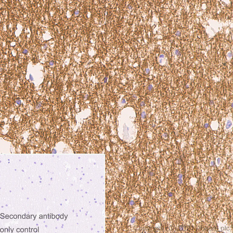 Immunohistochemistry (Formalin/PFA-fixed paraffin-embedded sections) - Anti-Myelin PLP antibody [plpc 1] - BSA and Azide free (AB325976)
