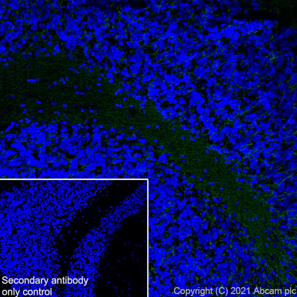 Immunohistochemistry (Frozen sections) - Anti-Myelin PLP antibody [plpc 1] - BSA and Azide free (AB325976)