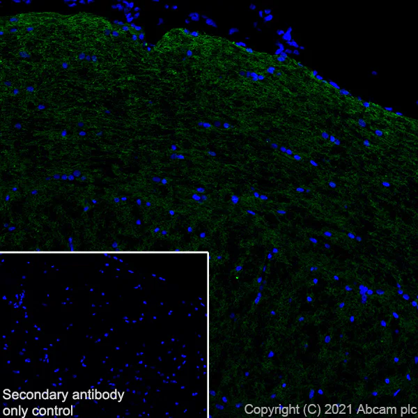 Immunohistochemistry (Frozen sections) - Anti-Myelin PLP antibody [plpc 1] - BSA and Azide free (AB325976)