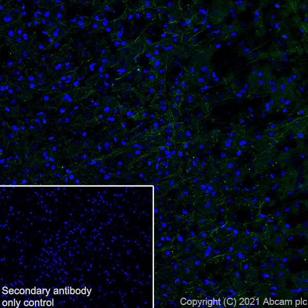 Immunohistochemistry (Frozen sections) - Anti-Myelin PLP antibody [plpc 1] - BSA and Azide free (AB325976)