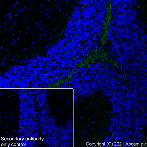 Immunohistochemistry (Frozen sections) - Anti-Myelin PLP antibody [plpc 1] - BSA and Azide free (AB325976)