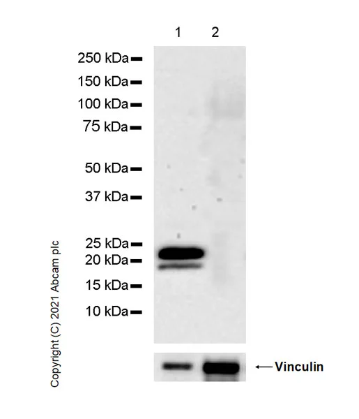 Western blot - Anti-Myelin PLP antibody [plpc 1] - BSA and Azide free (AB325976)