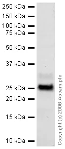 Western blot - Anti-Myelin Protein Zero antibody (AB31851)