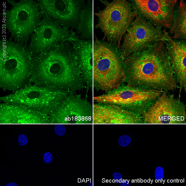 Immunocytochemistry/ Immunofluorescence - Anti-Myelin Protein Zero antibody [EPR20383] - BSA and Azide free (AB240279)