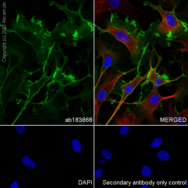 Immunocytochemistry/ Immunofluorescence - Anti-Myelin Protein Zero antibody [EPR20383] - BSA and Azide free (AB240279)