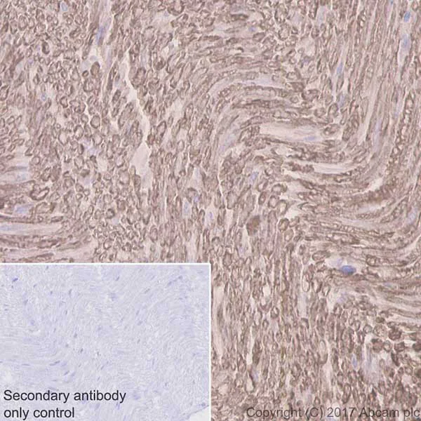 Immunohistochemistry (Formalin/PFA-fixed paraffin-embedded sections) - Anti-Myelin Protein Zero antibody [EPR20383] - BSA and Azide free (AB240279)