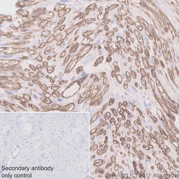 Immunohistochemistry (Formalin/PFA-fixed paraffin-embedded sections) - Anti-Myelin Protein Zero antibody [EPR20383] - BSA and Azide free (AB240279)
