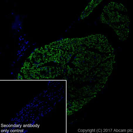 Immunohistochemistry (Frozen sections) - Anti-Myelin Protein Zero antibody [EPR20383] - BSA and Azide free (AB240279)