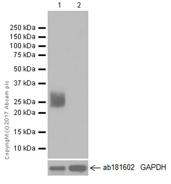 Western blot - Anti-Myelin Protein Zero antibody [EPR20383] - BSA and Azide free (AB240279)