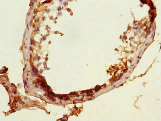Immunohistochemistry (Formalin/PFA-fixed paraffin-embedded sections) - Anti-Myeloid leukemia factor 1 antibody (AB229750)