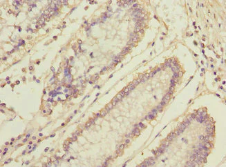 Immunohistochemistry (Formalin/PFA-fixed paraffin-embedded sections) - Anti-Myeloid leukemia factor 1 antibody (AB229750)