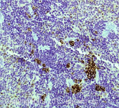 Immunohistochemistry (Formalin/PFA-fixed paraffin-embedded sections) - Anti-Myeloperoxidase antibody (AB139748), expandable thumbnail