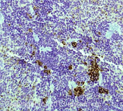 Immunohistochemistry (Formalin/PFA-fixed paraffin-embedded sections) - Anti-Myeloperoxidase antibody (AB139748)