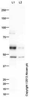 Western blot - Anti-Myeloperoxidase antibody (AB139748)