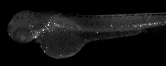 IHC - Wholemount - Anti-Myeloperoxidase antibody (AB210563), expandable thumbnail