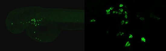 IHC - Wholemount - Anti-Myeloperoxidase antibody (AB210563), expandable thumbnail