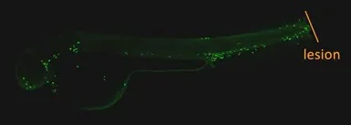 IHC - Wholemount - Anti-Myeloperoxidase antibody (AB210563)