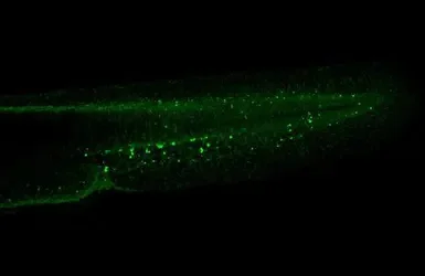 IHC - Wholemount - Anti-Myeloperoxidase antibody (AB210563)