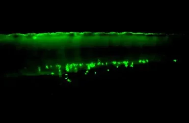 IHC - Wholemount - Anti-Myeloperoxidase antibody (AB210563)